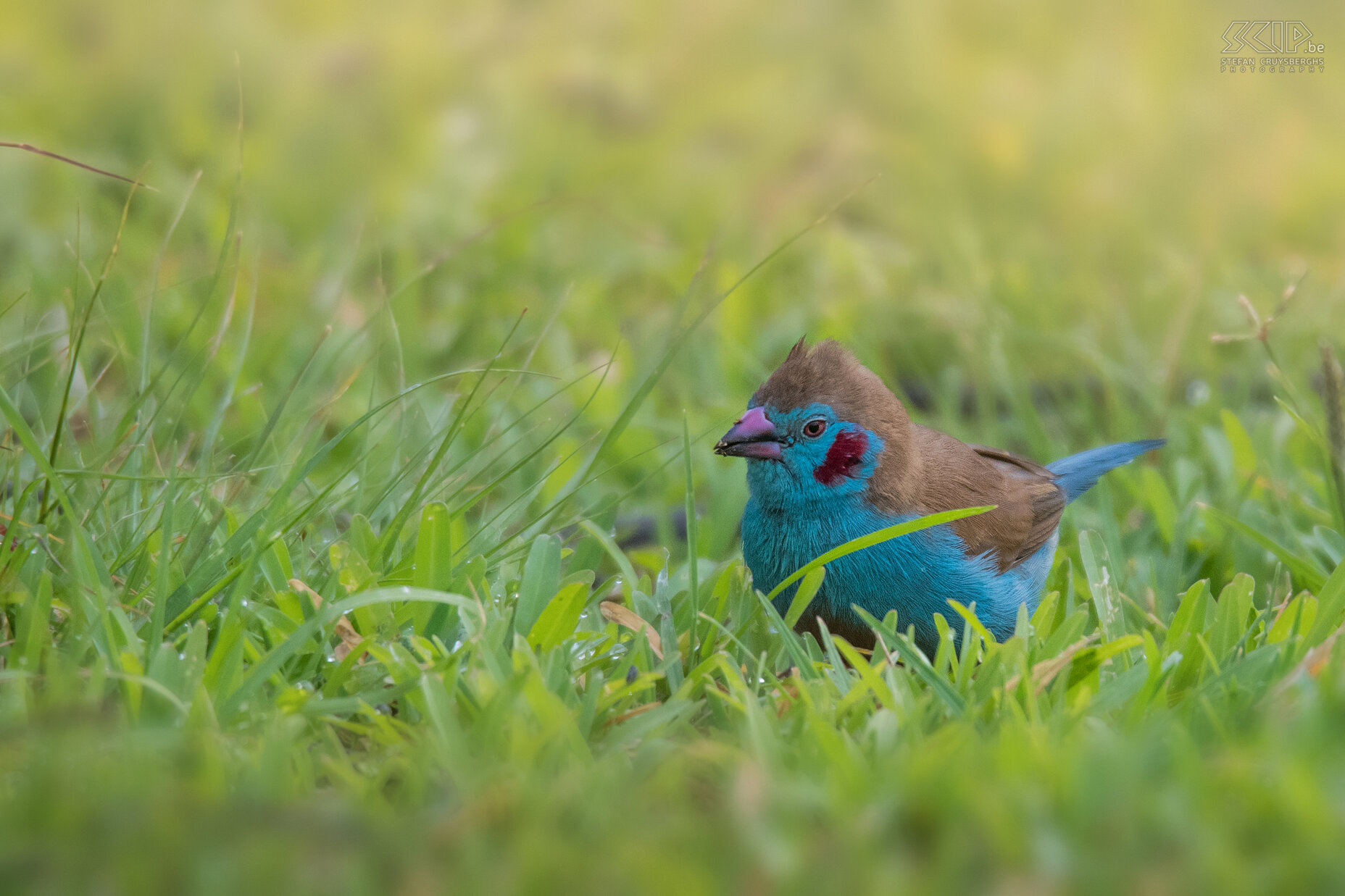 Lake Awassa - Blauwfazantje (Red-cheecked cordon-bleu, Uraeginthus bengalus) Stefan Cruysberghs